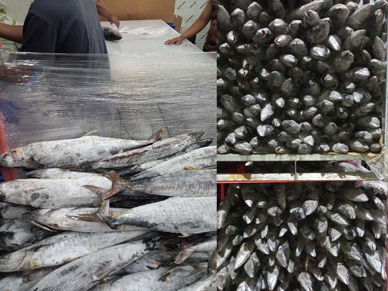 kadin-probolinggo-IKAN BEKU, Potensi Bisnis Ekspor Menjanjikan di Kabupaten Probolinggo dan Meningkatkan Penghasilan Nelayan