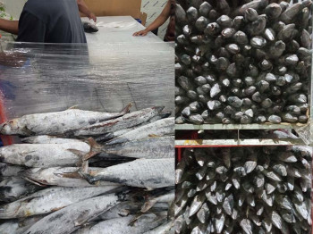 IKAN BEKU, Potensi Bisnis Ekspor Menjanjikan di Kabupaten Probolinggo dan Meningkatkan Penghasilan Nelayan